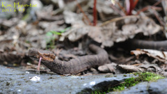 Gloydius ussuriensis