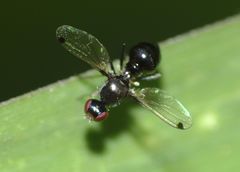 Parapalaeosepsis plebeia