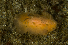 Doriopsilla peculiaris