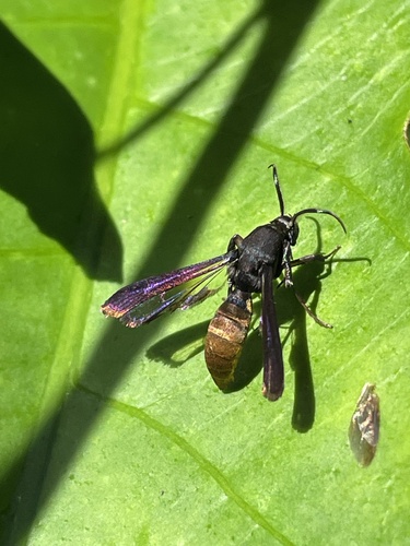 Similipepsis aurea