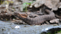 Gloydius ussuriensis