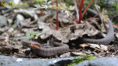 Gloydius ussuriensis