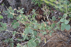 Senna confinis