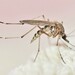 Aedes stimulans - Photo (c) Riley Walsh, μερικά δικαιώματα διατηρούνται (CC BY-NC), uploaded by Riley Walsh