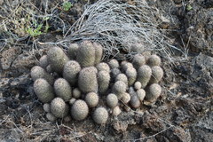 Mammillaria dioica