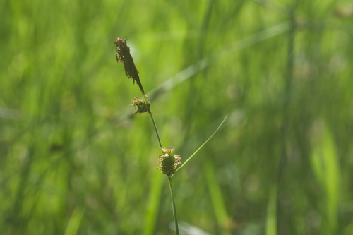 Sedge*