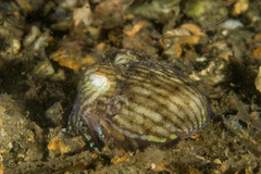 Sepioloidea lineolata