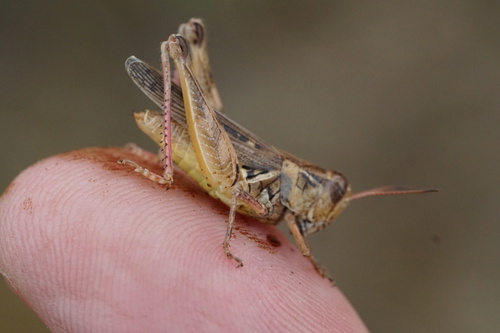 Pasture Spur-throat Grasshopper photo 6