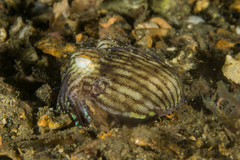 Sepioloidea lineolata