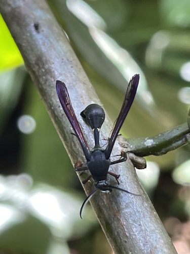 Similipepsis typica