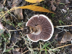 Agaricus