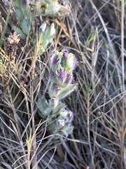 Chloropyron molle molle