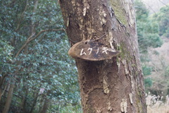 Aphananthe aspera