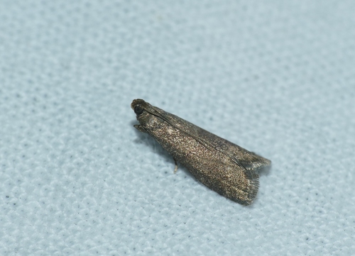 Eccopisa effractella