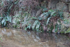 Cyrtomium falcatum