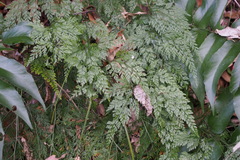 Onychium japonicum