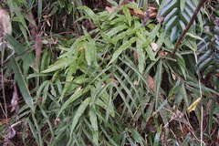 Pteris cretica