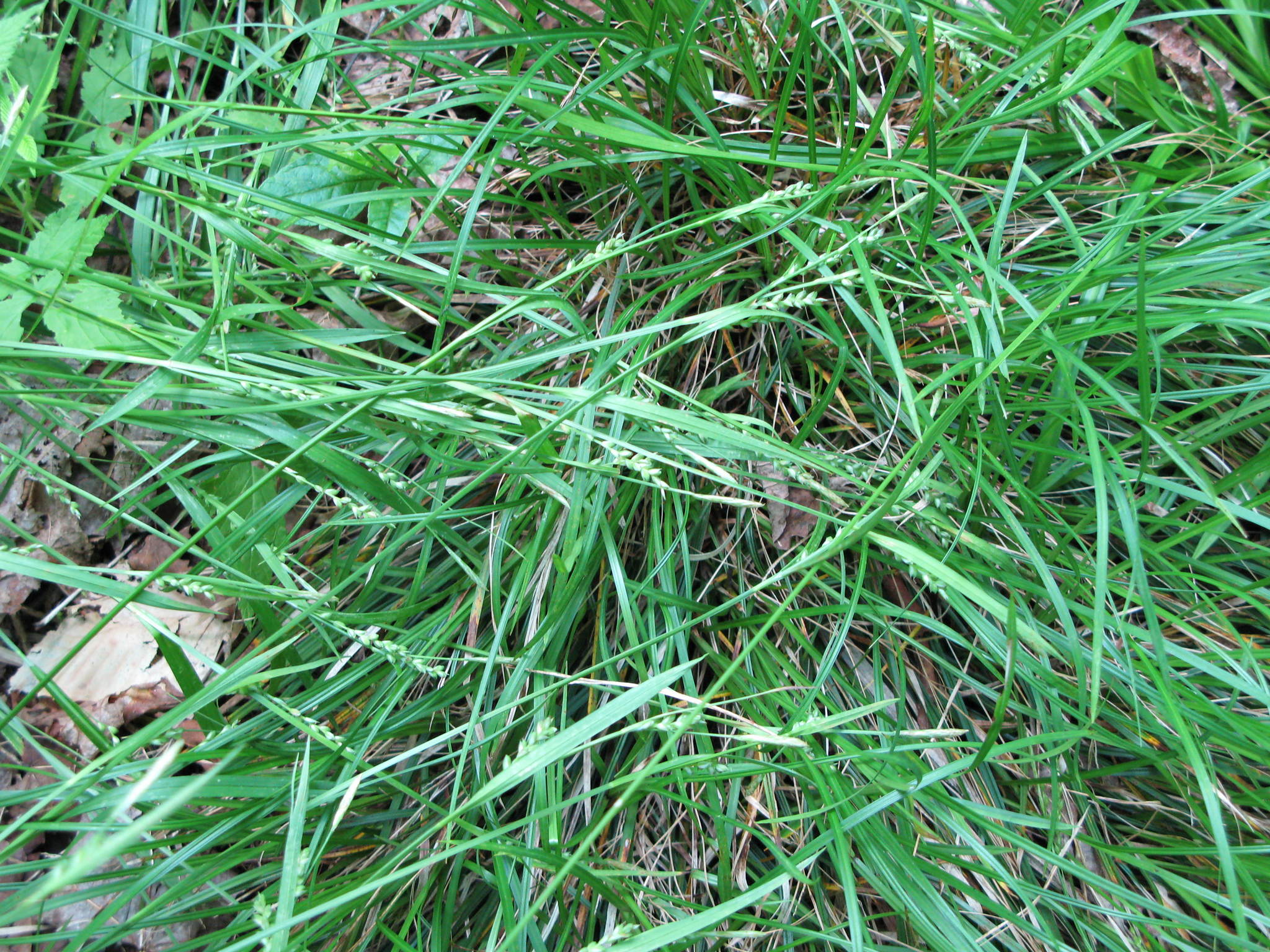 Carex ormostachya