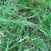 Carex ormostachya - Photo (c) Sean Blaney, algunos derechos reservados (CC BY-NC), subido por Sean Blaney