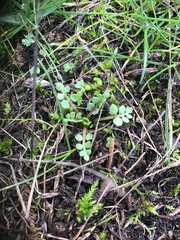 Limnanthes macounii