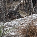 Tasmanian Pipit - Photo (c) James Bailey, some rights reserved (CC BY-NC), uploaded by James Bailey