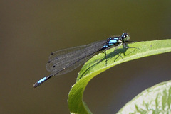 Zoniagrion exclamationis