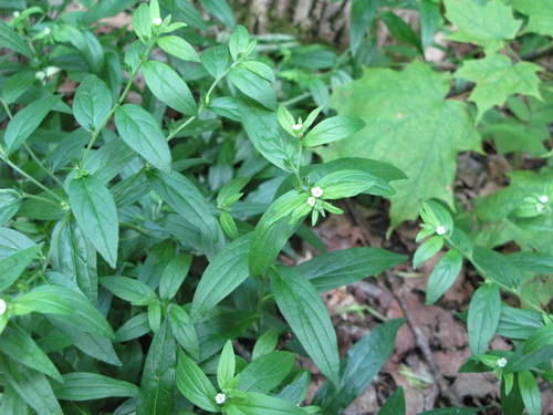 Lithospermum image