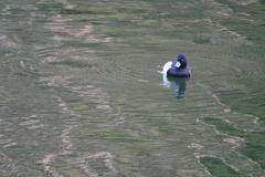 Aythya fuligula