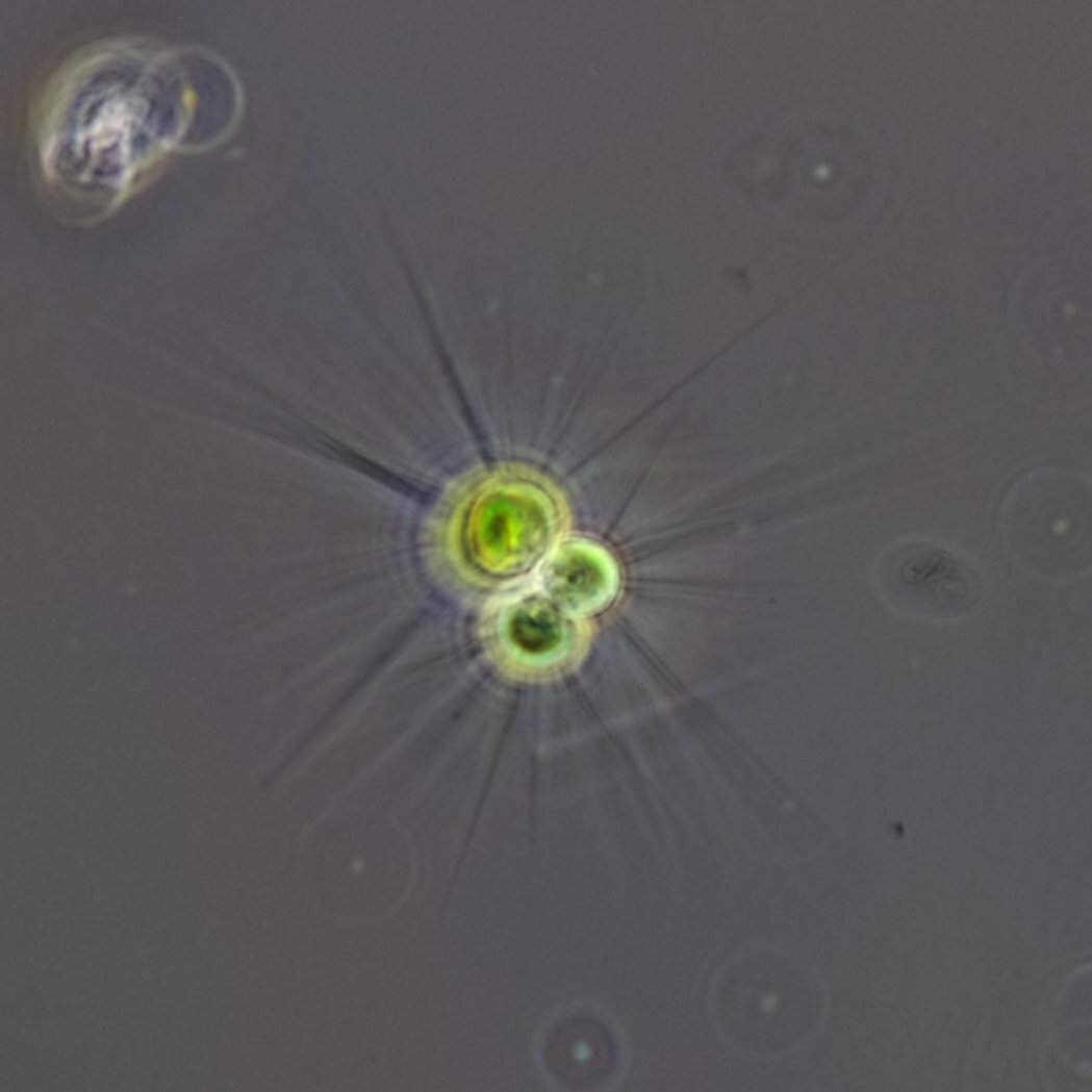 Micractinium