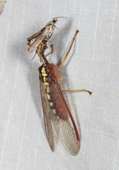 Asperala erythraea