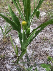 Physalis angustifolia
