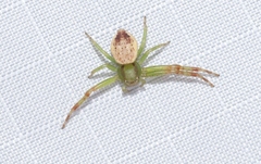 Australomisidia pilula