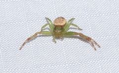 Australomisidia pilula