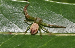 Australomisidia pilula