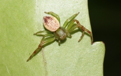 Australomisidia pilula