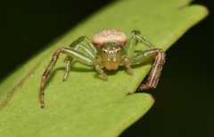 Australomisidia pilula