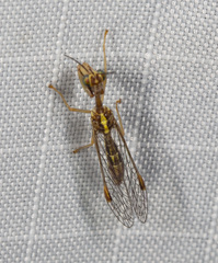 Austromantispa imbecilla