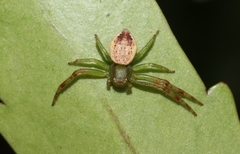 Australomisidia pilula