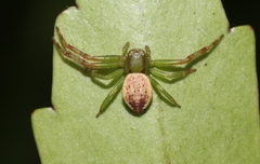 Australomisidia pilula