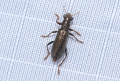 Lemidia subaenea