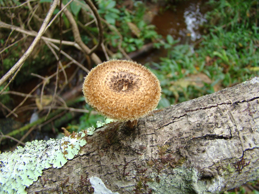 Lentinus crinitus · September 2012 · photo: © yoannisd (iNaturalist, cc-by)