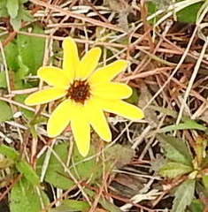 Helianthus heterophyllus
