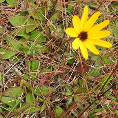 Helianthus heterophyllus