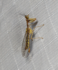 Austromantispa imbecilla