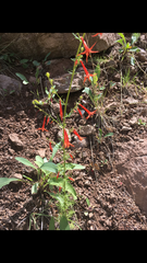 Ipomopsis aggregata formosissima