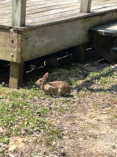 Eastern Cottontail photographed in Arkansas