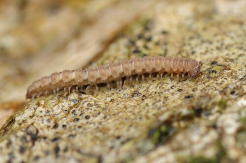 Archipolydesmus ribauti