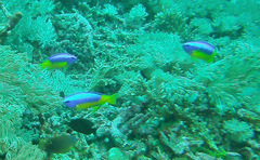 Pomacentrus auriventris