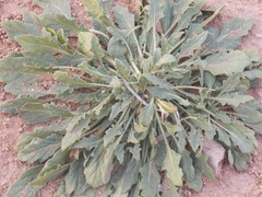 Oenothera grandis