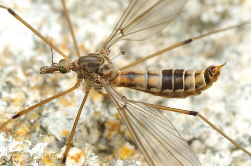 Tipula pilicauda